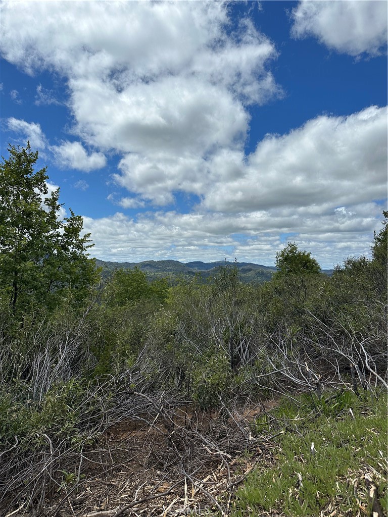 a view of a bunch of trees