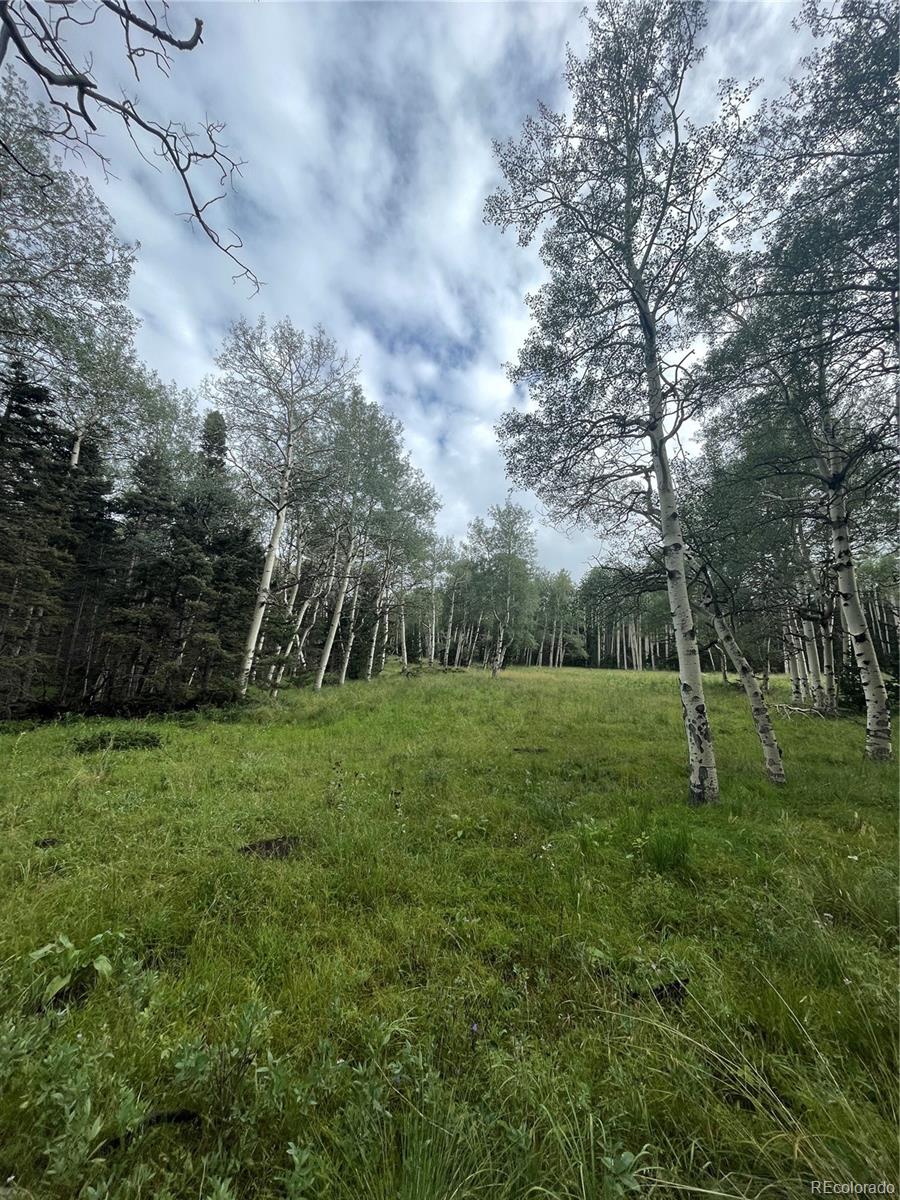 a green field with lots of trees