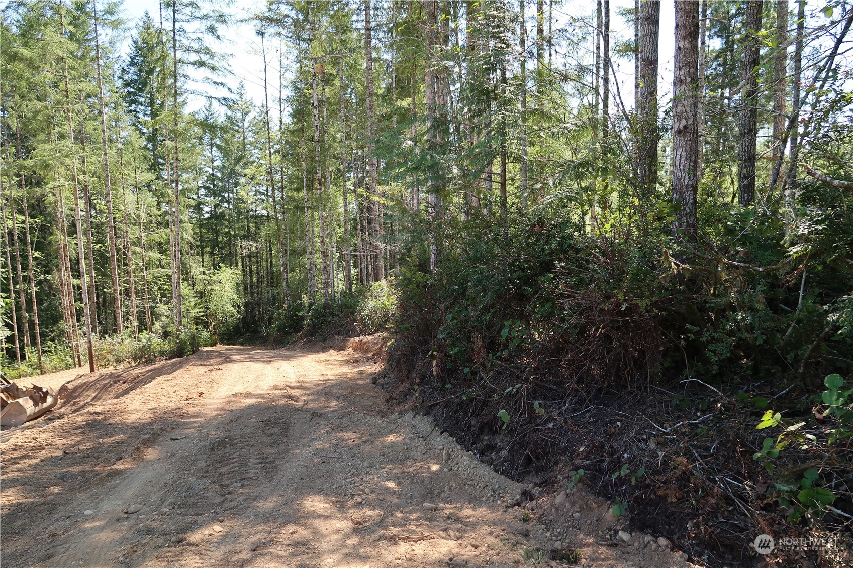 a view of a forest with trees in the background