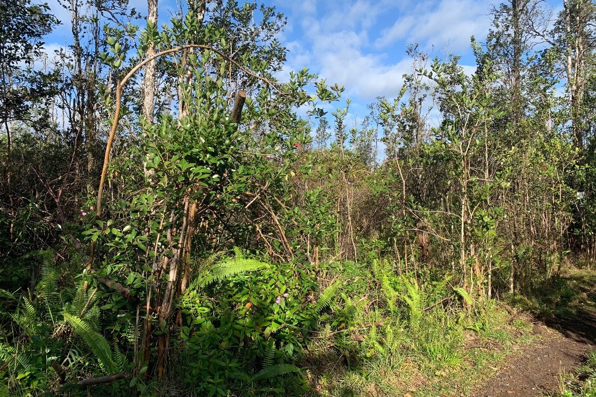 Nicely wooded lot in Tiki Gardens!