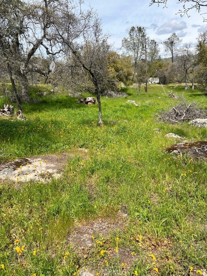 a view of yard with green space