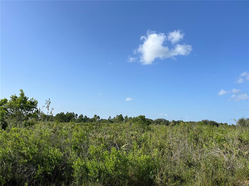 a view of a bunch of trees in a field