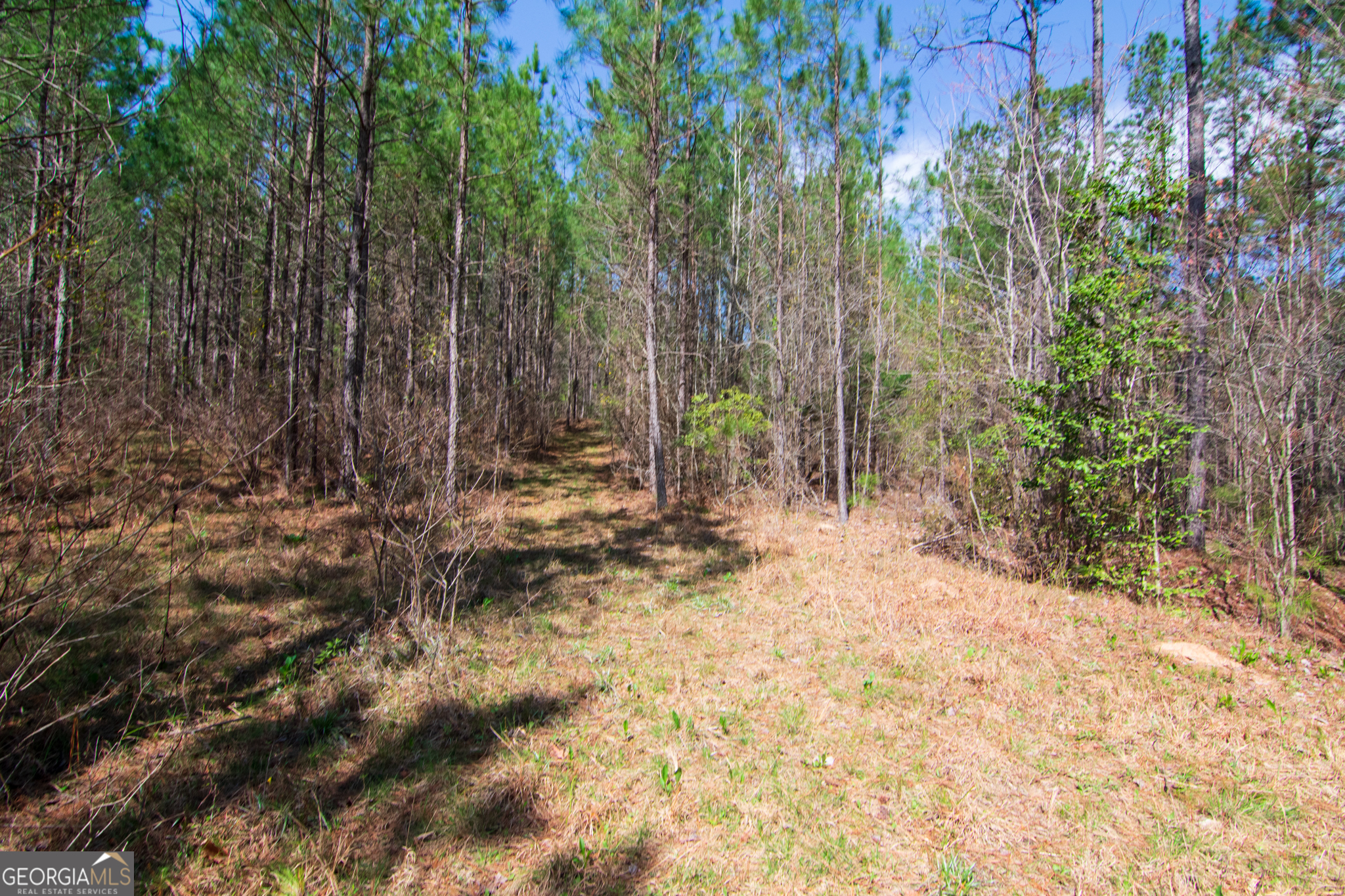 a view of backyard with tree