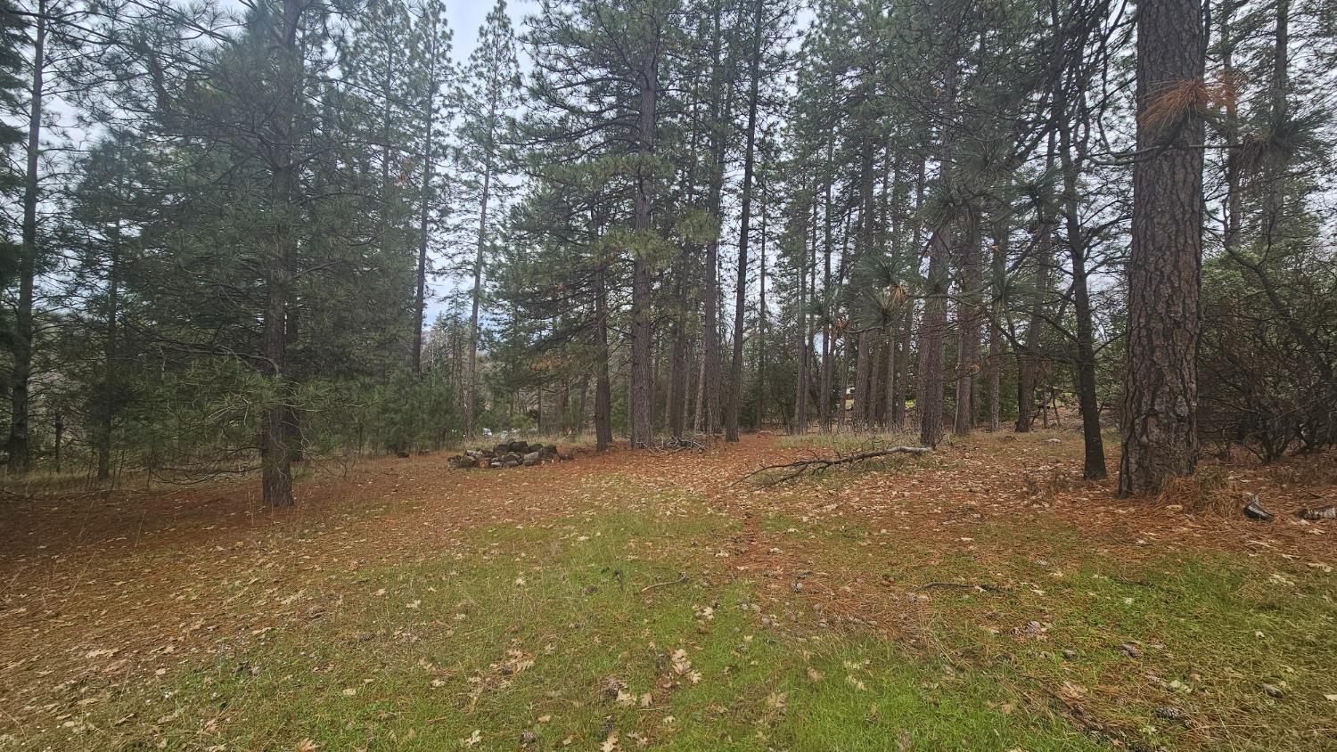 a view of a forest with trees in the background