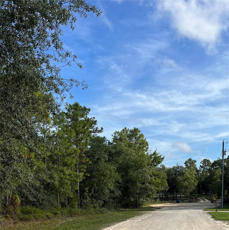 a view of a bunch of trees