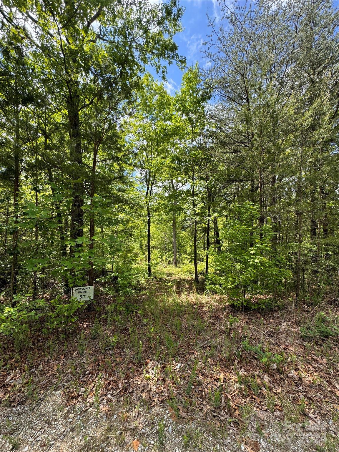 a view of a yard with lots of trees