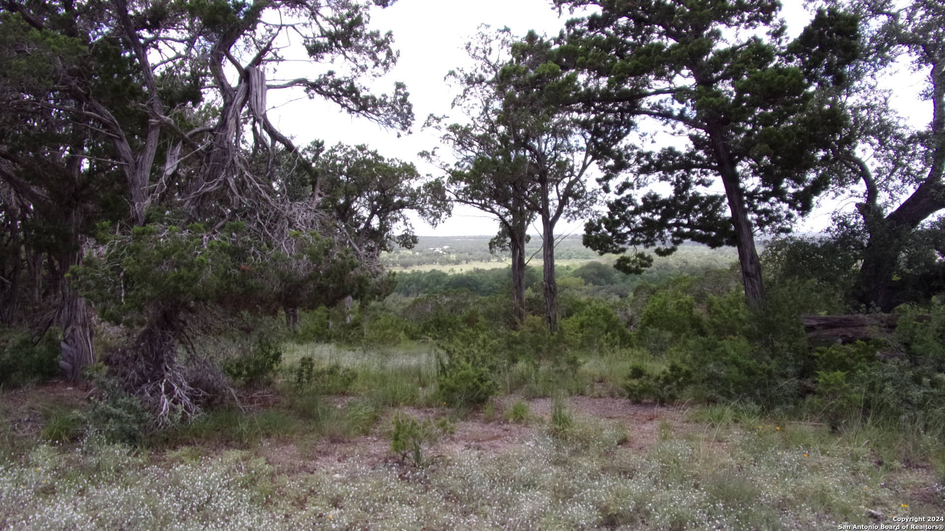 a view of a forest with trees in front of it