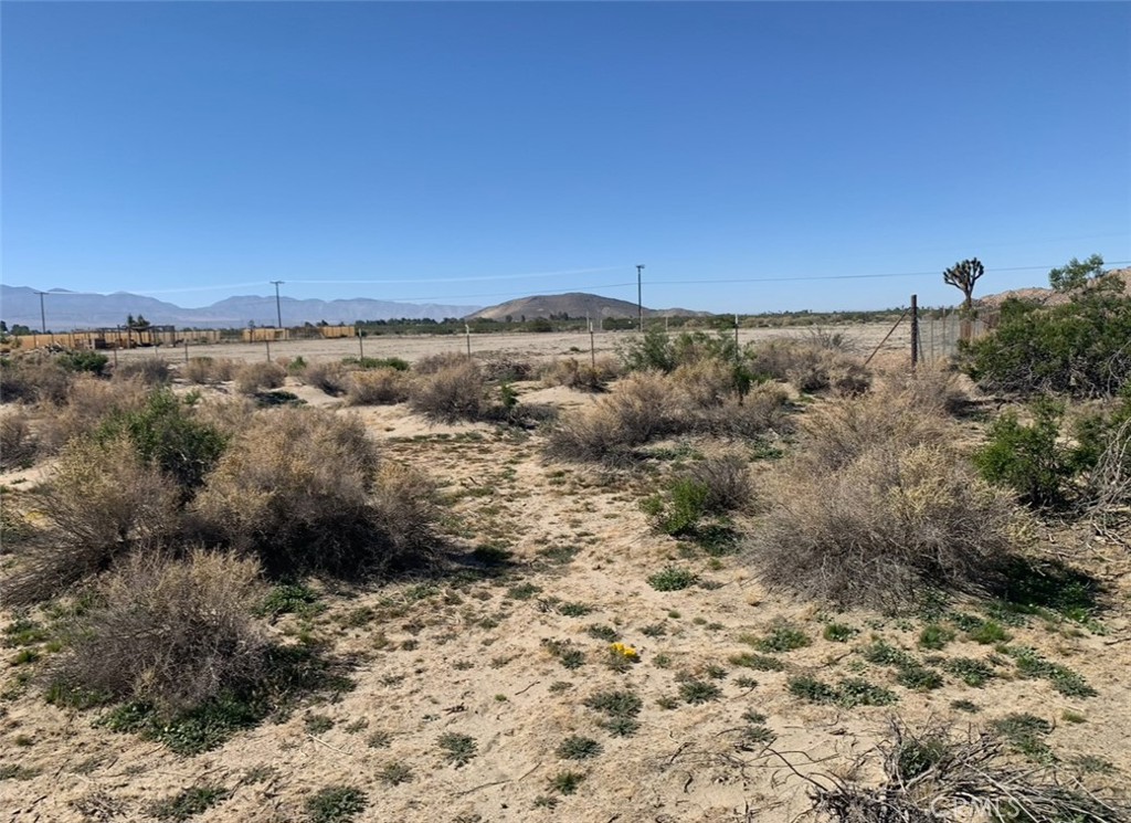 a view of a dry yard with trees