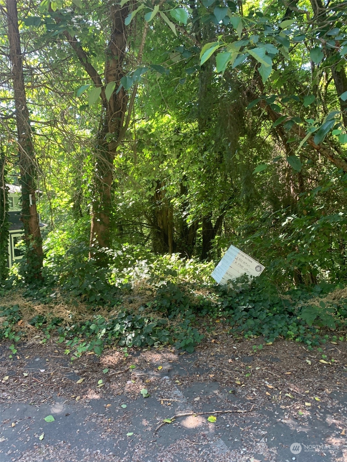 a view of a forest with large trees