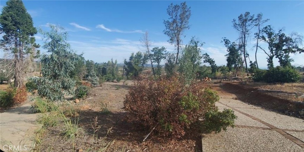 a view of a yard with trees