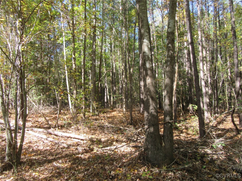 a view of outdoor space with lots of trees