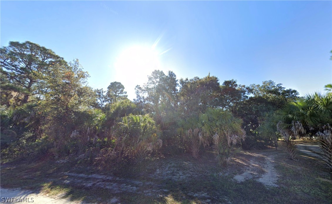 a view of a forest with trees in the background