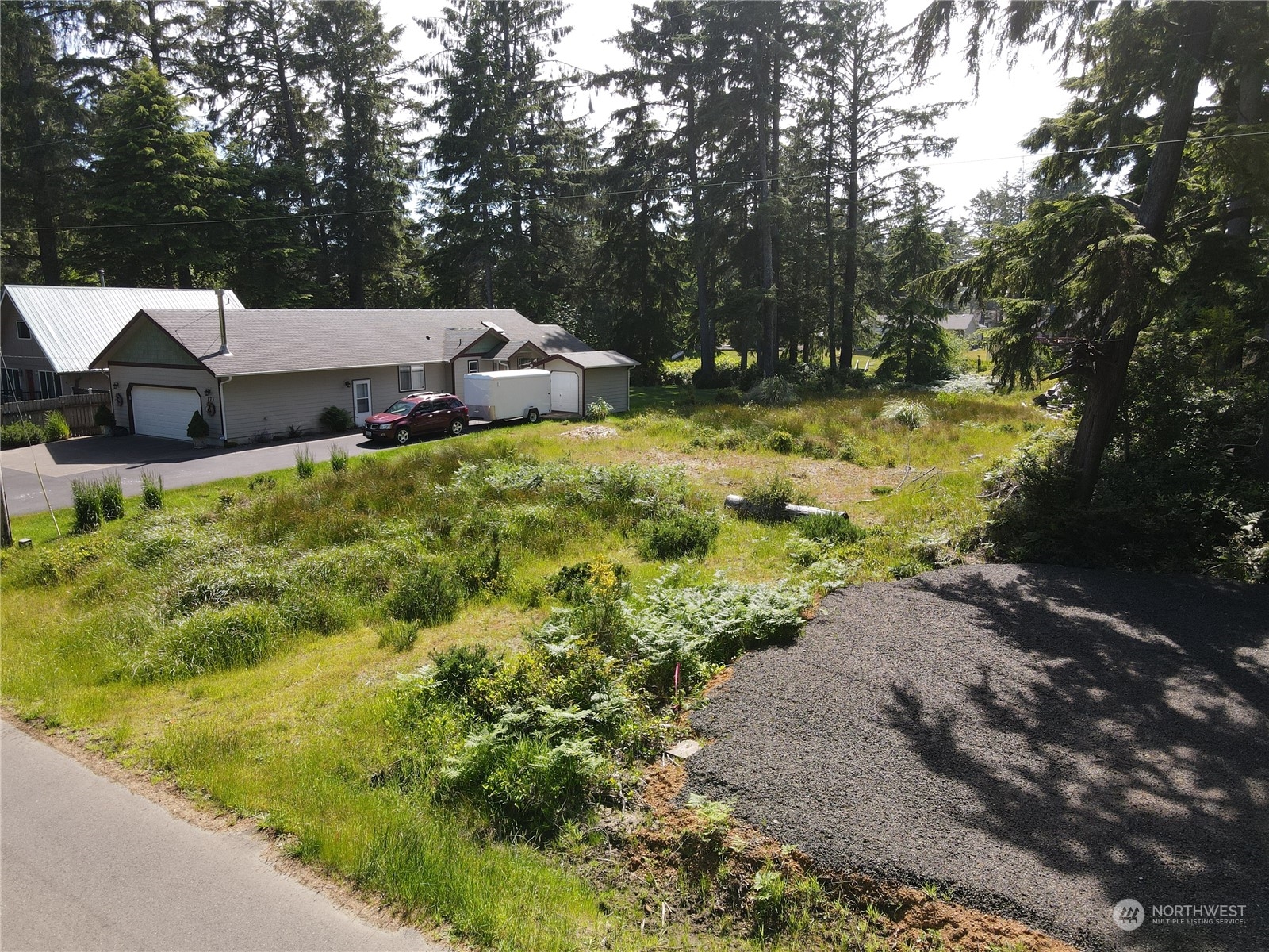 a view of a yard with plants and large trees