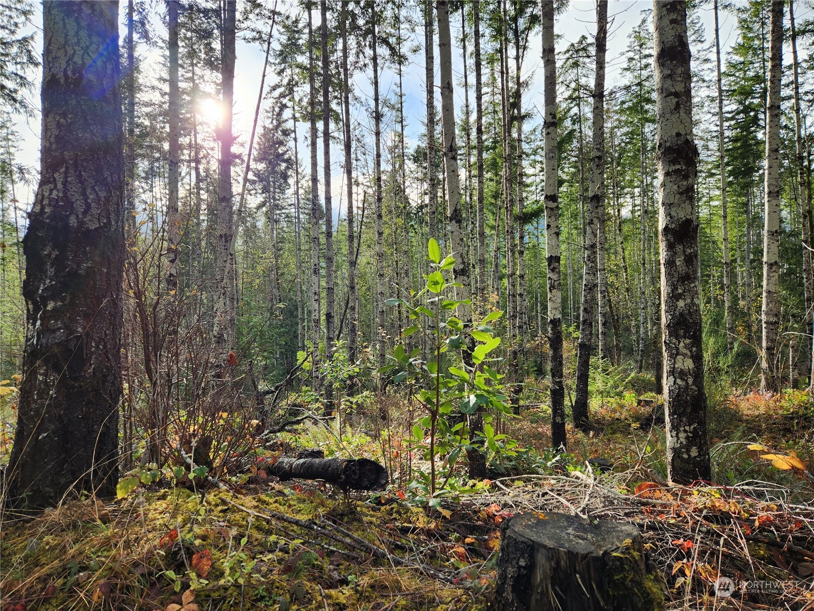 a view of forest