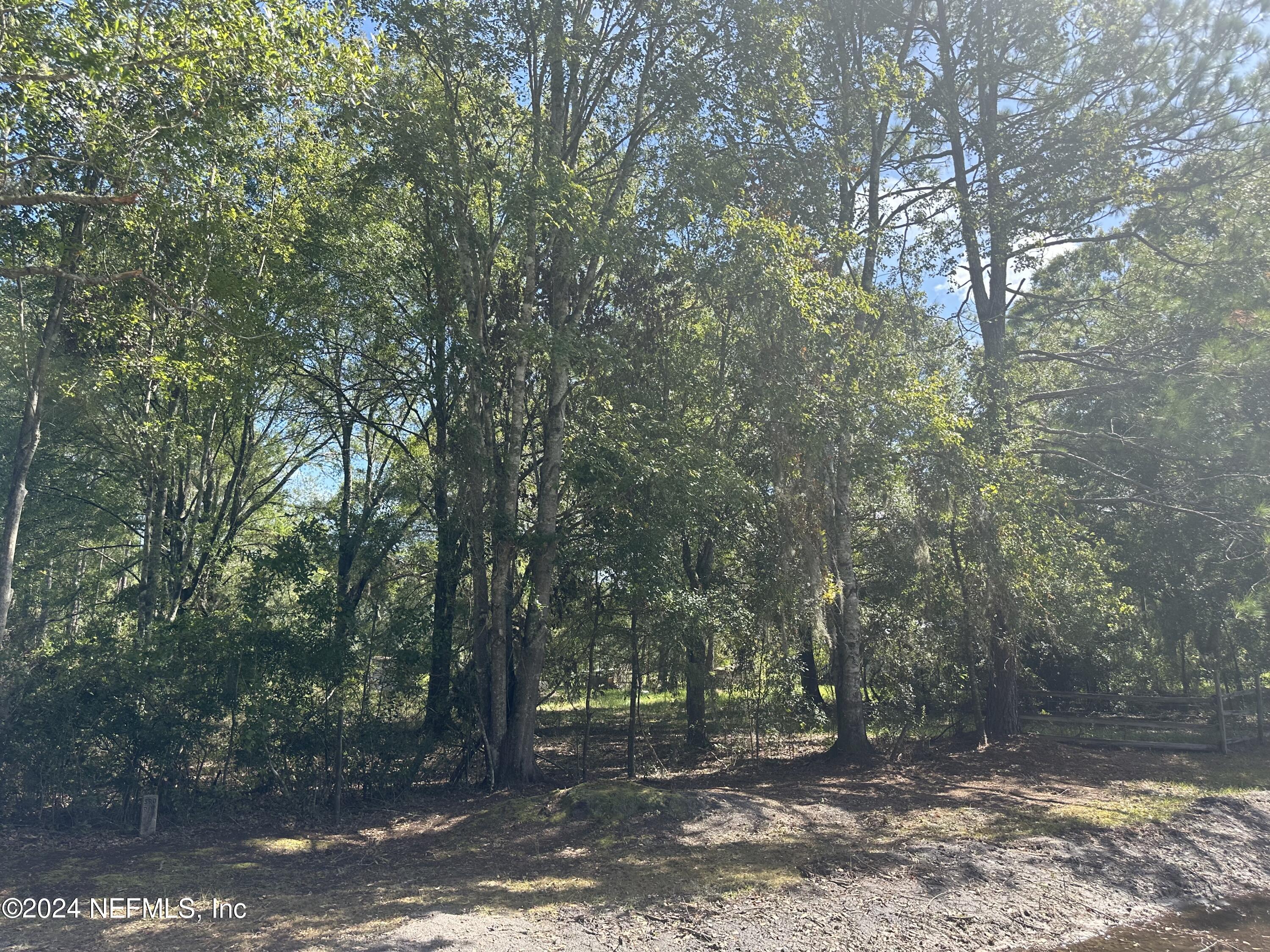 a view of a forest with trees in the background