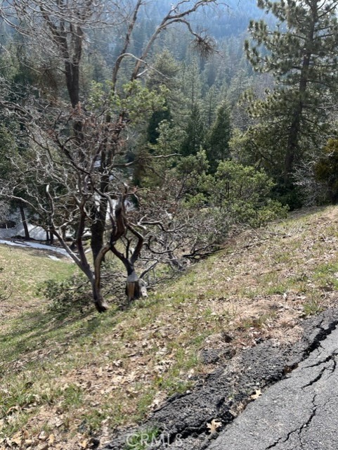 a view of a yard with trees