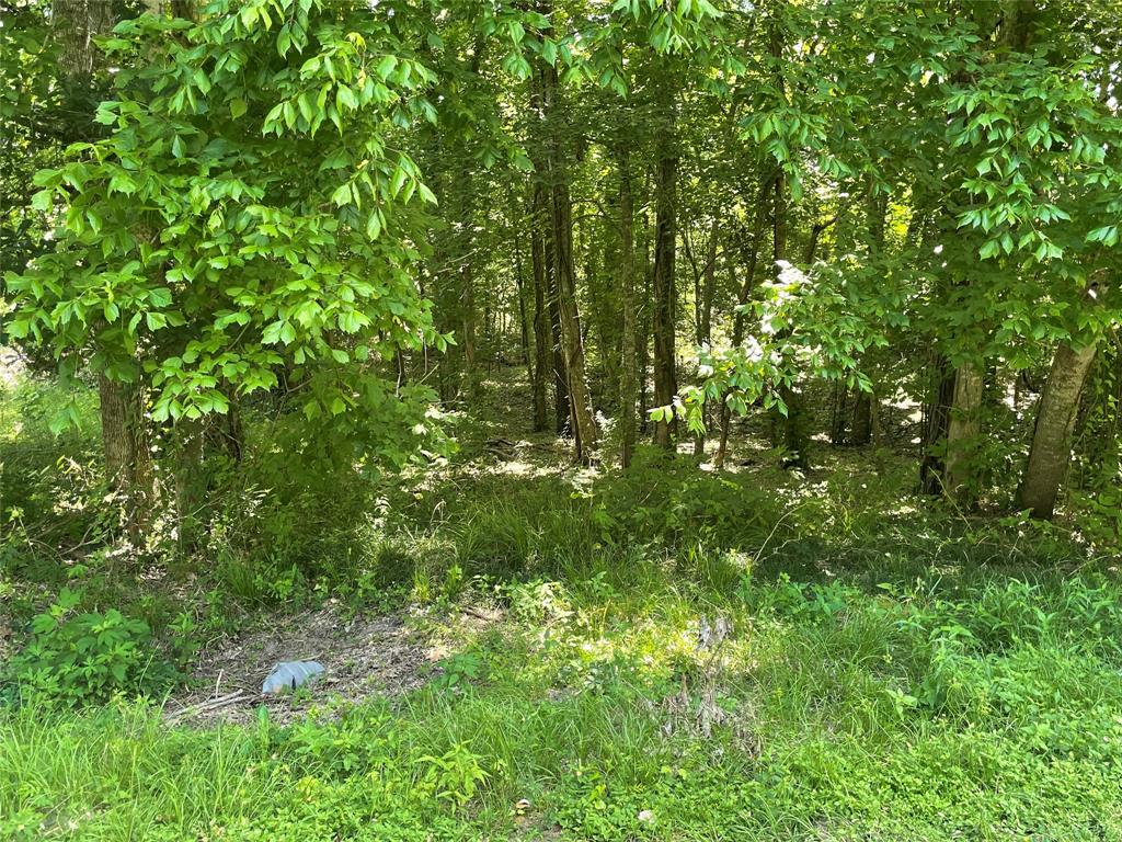 a view of a lush green forest