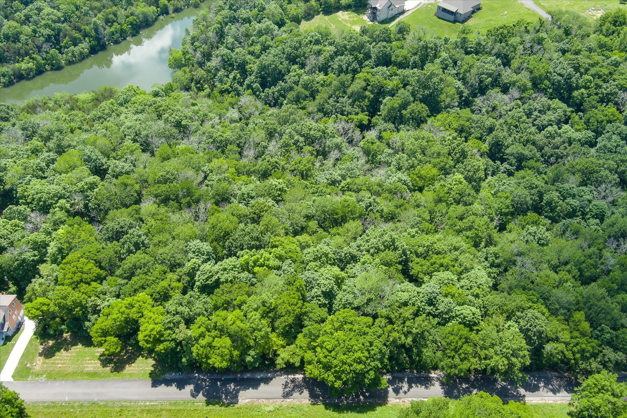 a view of a lush green forest with lots of trees