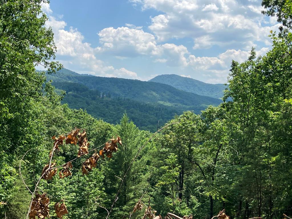 a view of a bunch of trees