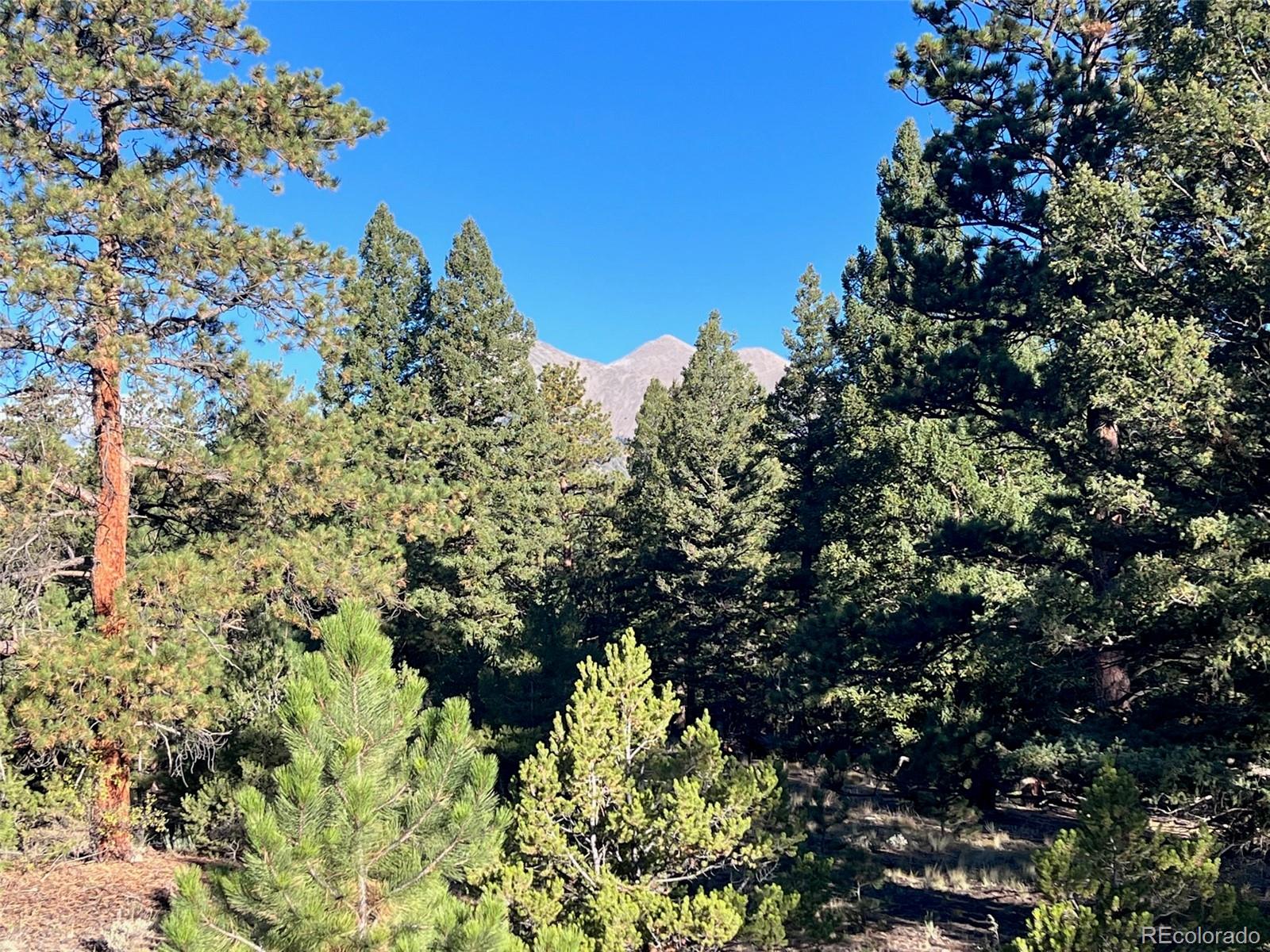 a view of a bunch of trees