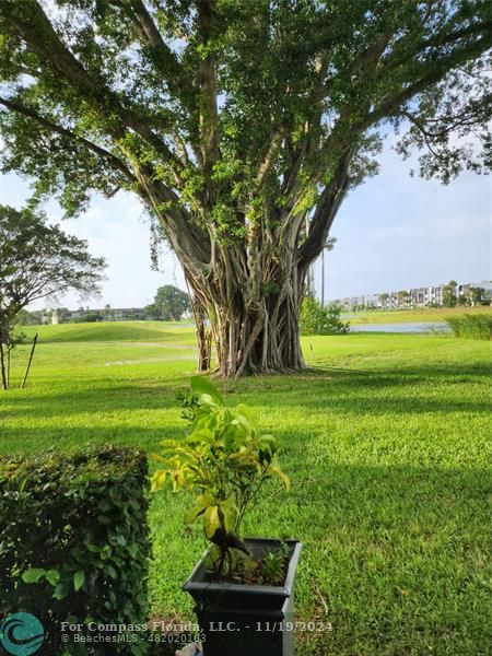 a view of a garden with an outdoor space