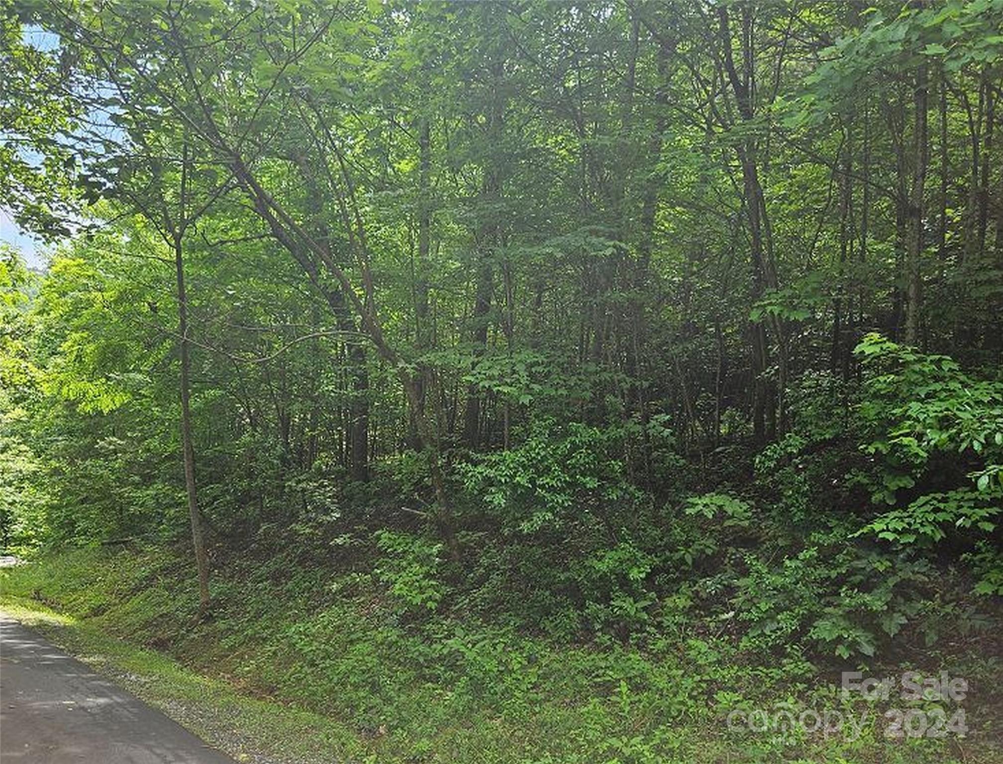 a view of a forest with trees and bushes