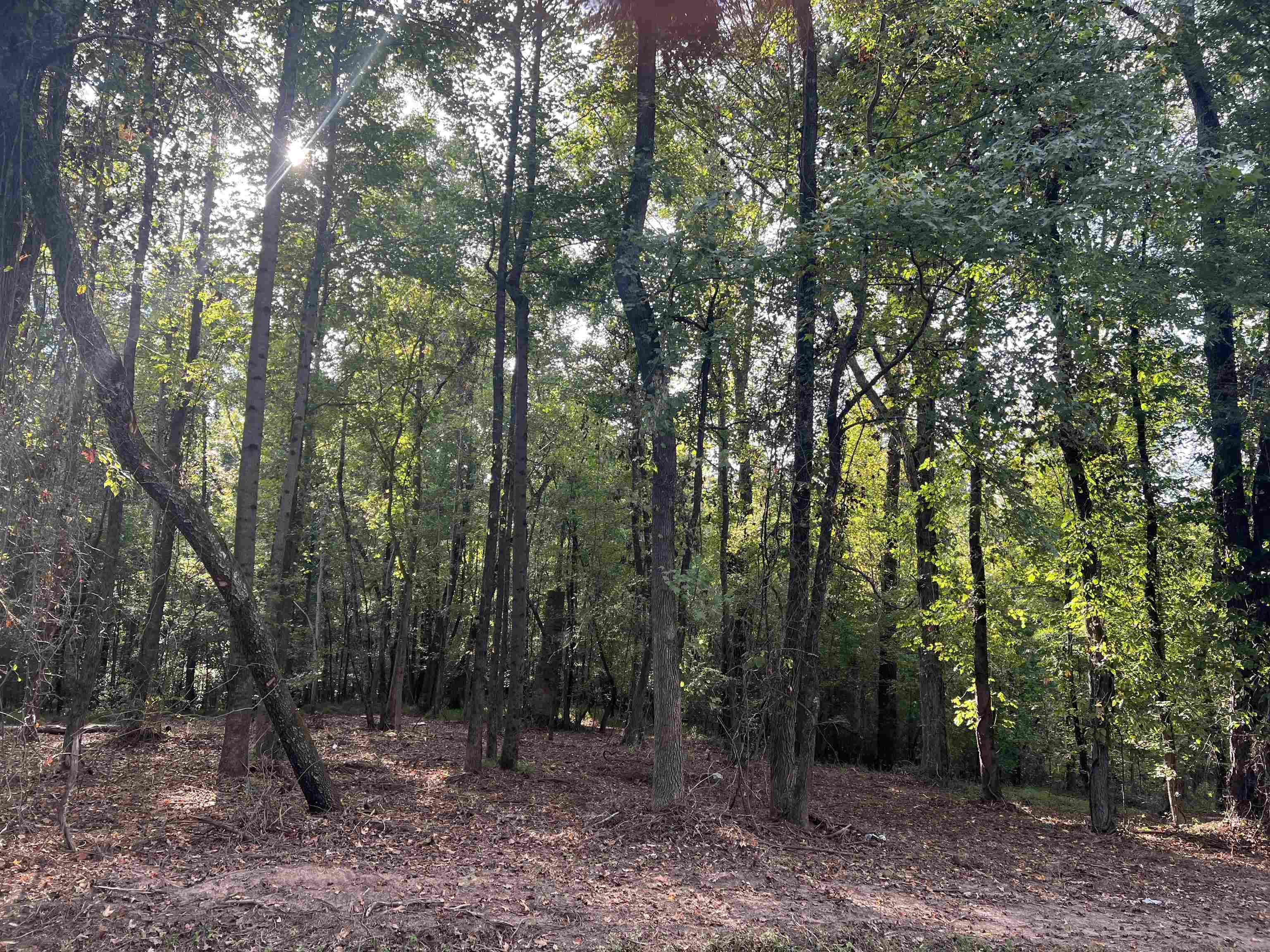 a view of a forest