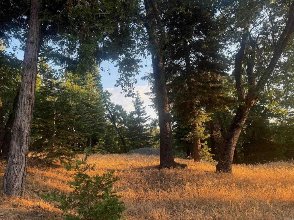 a view of a yard with large trees