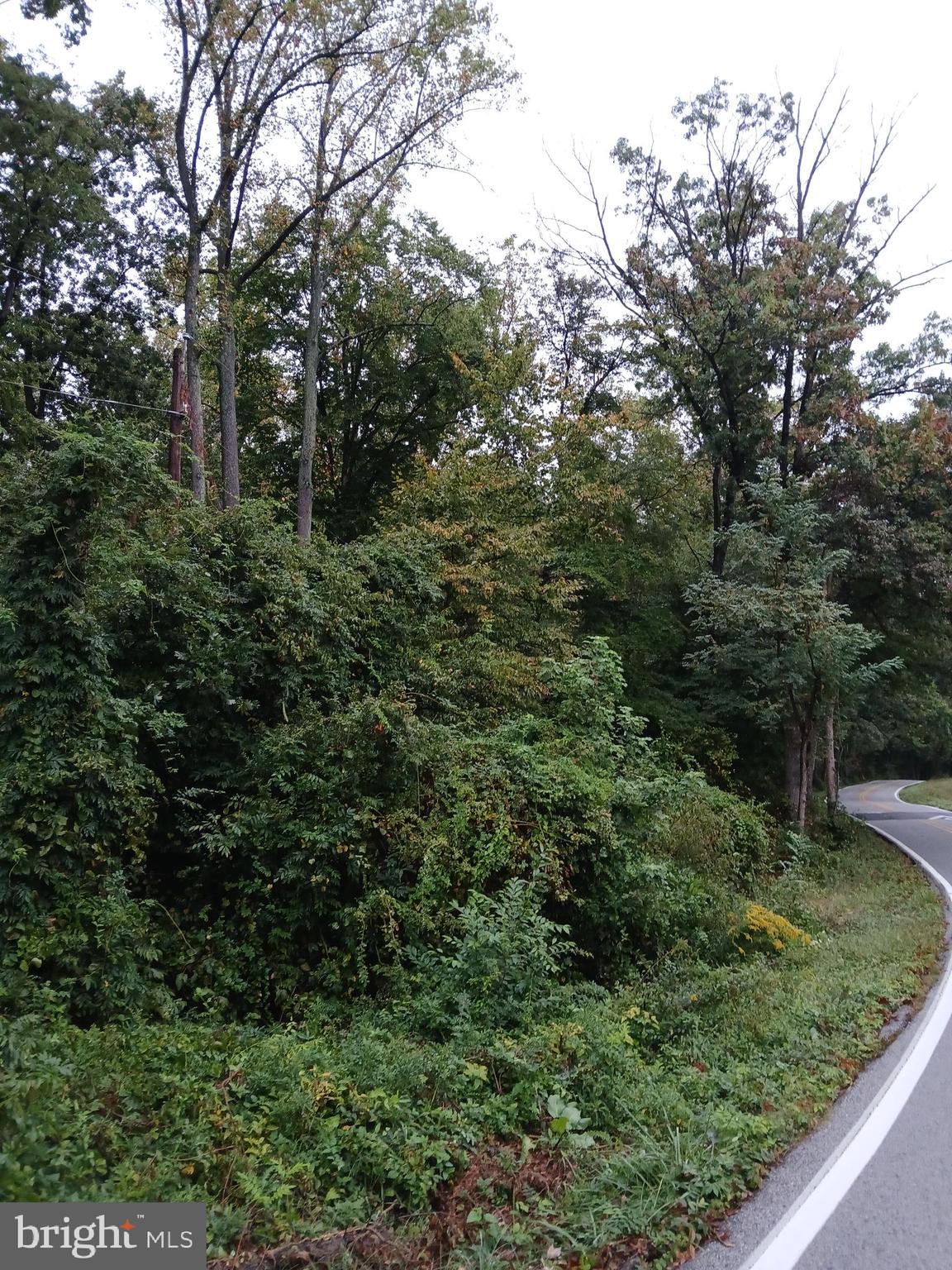 a view of a forest with a tree