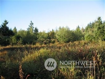 a view of a forest with trees