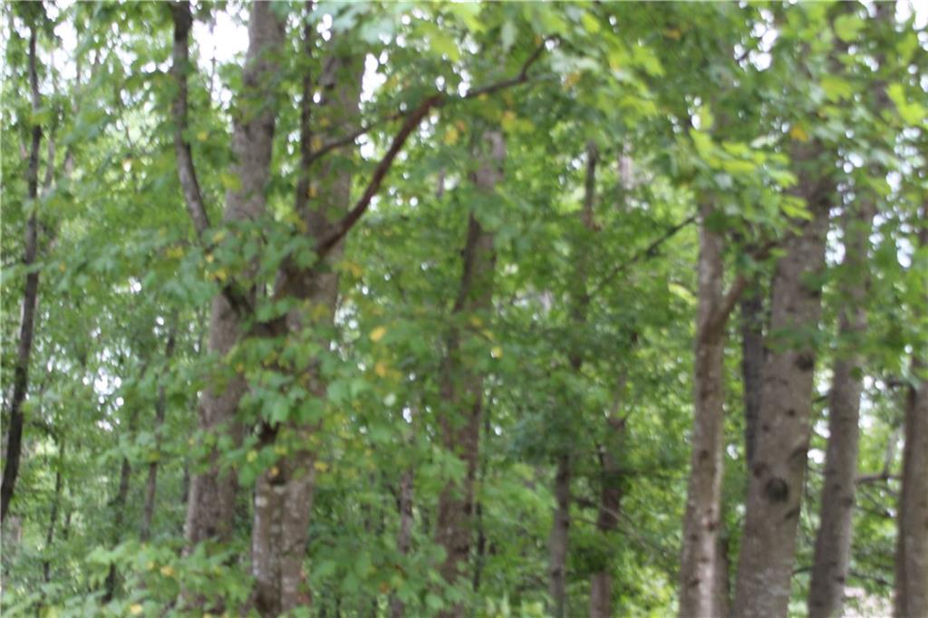 a view of a lush green forest