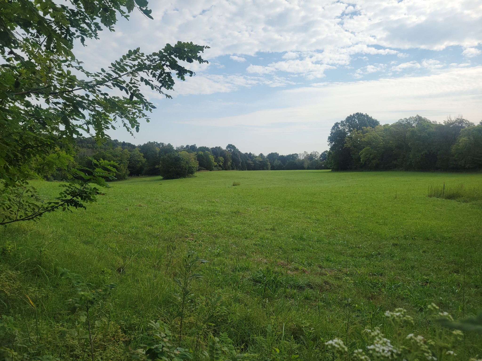 a view of grassy field with trees