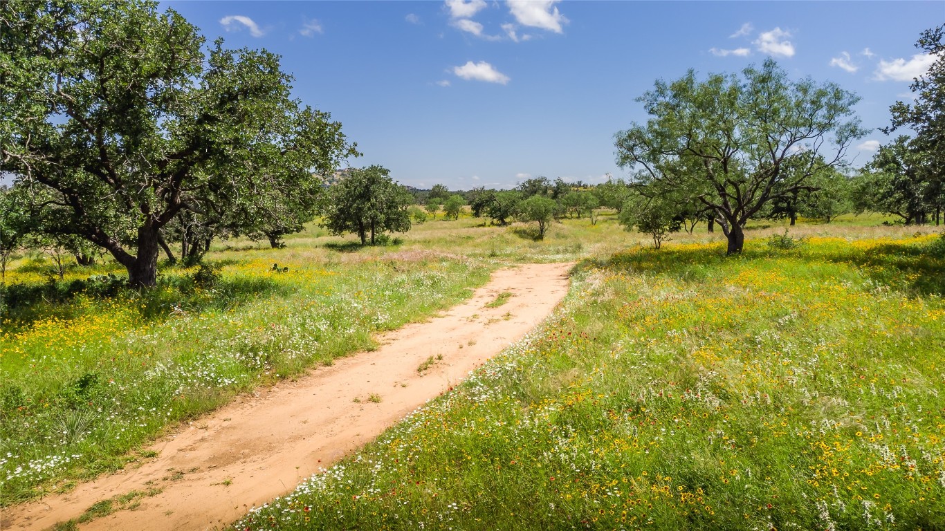 a view of a yard with a tree