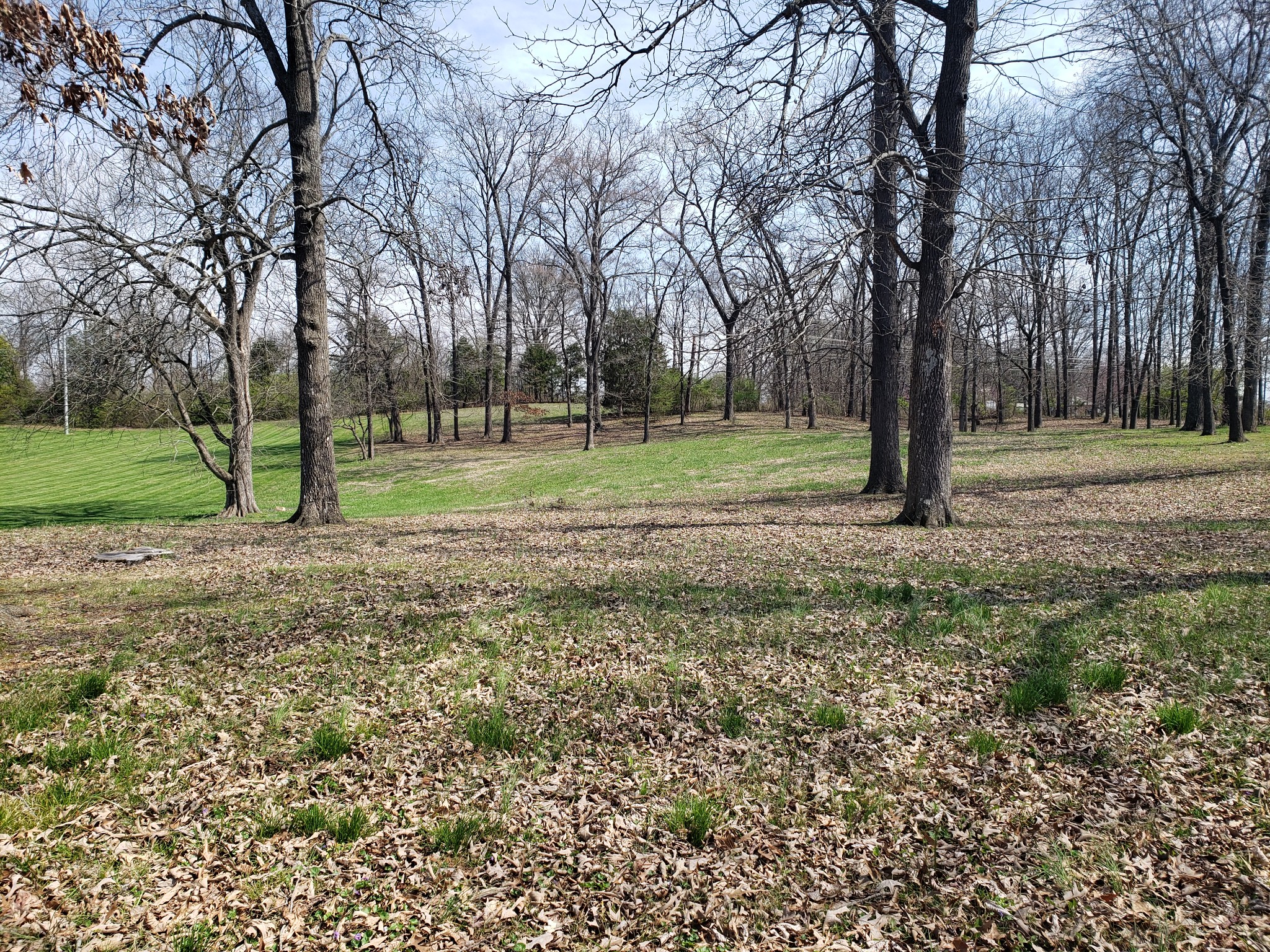 a view of a yard with a tree