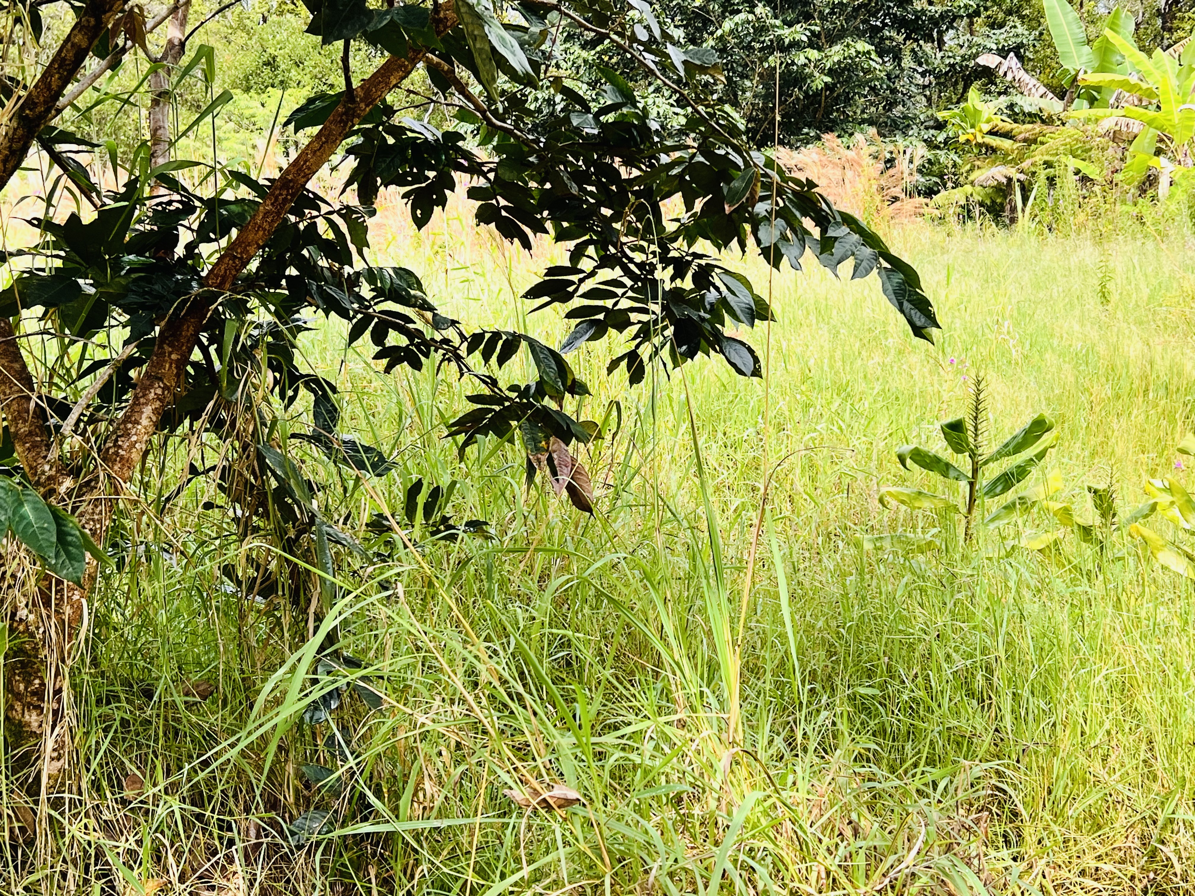 a view of a tree