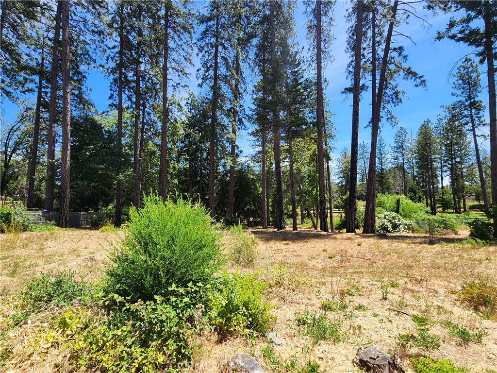 a view of a yard with plants and trees