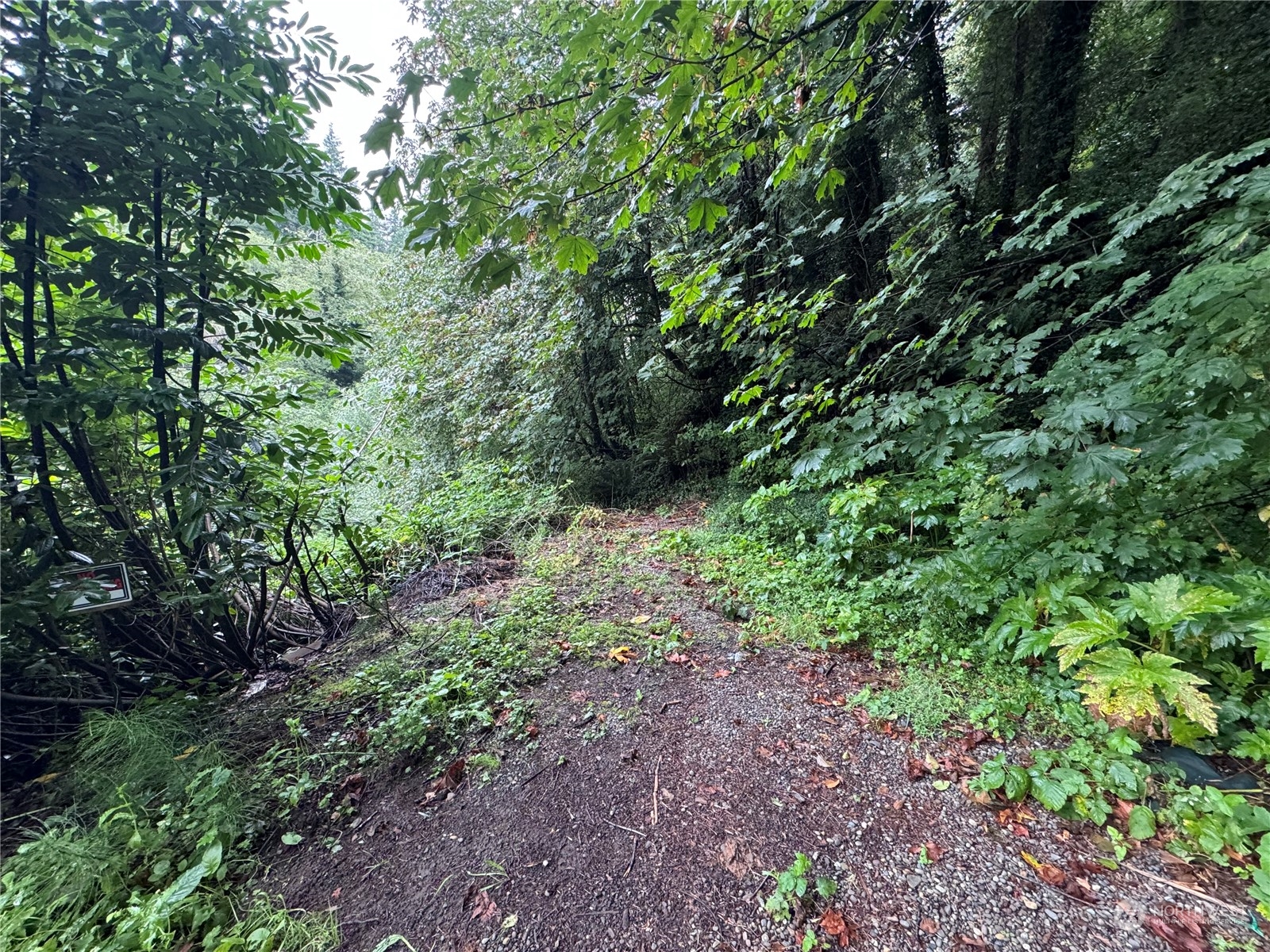 a view of a large yard with lots of bushes