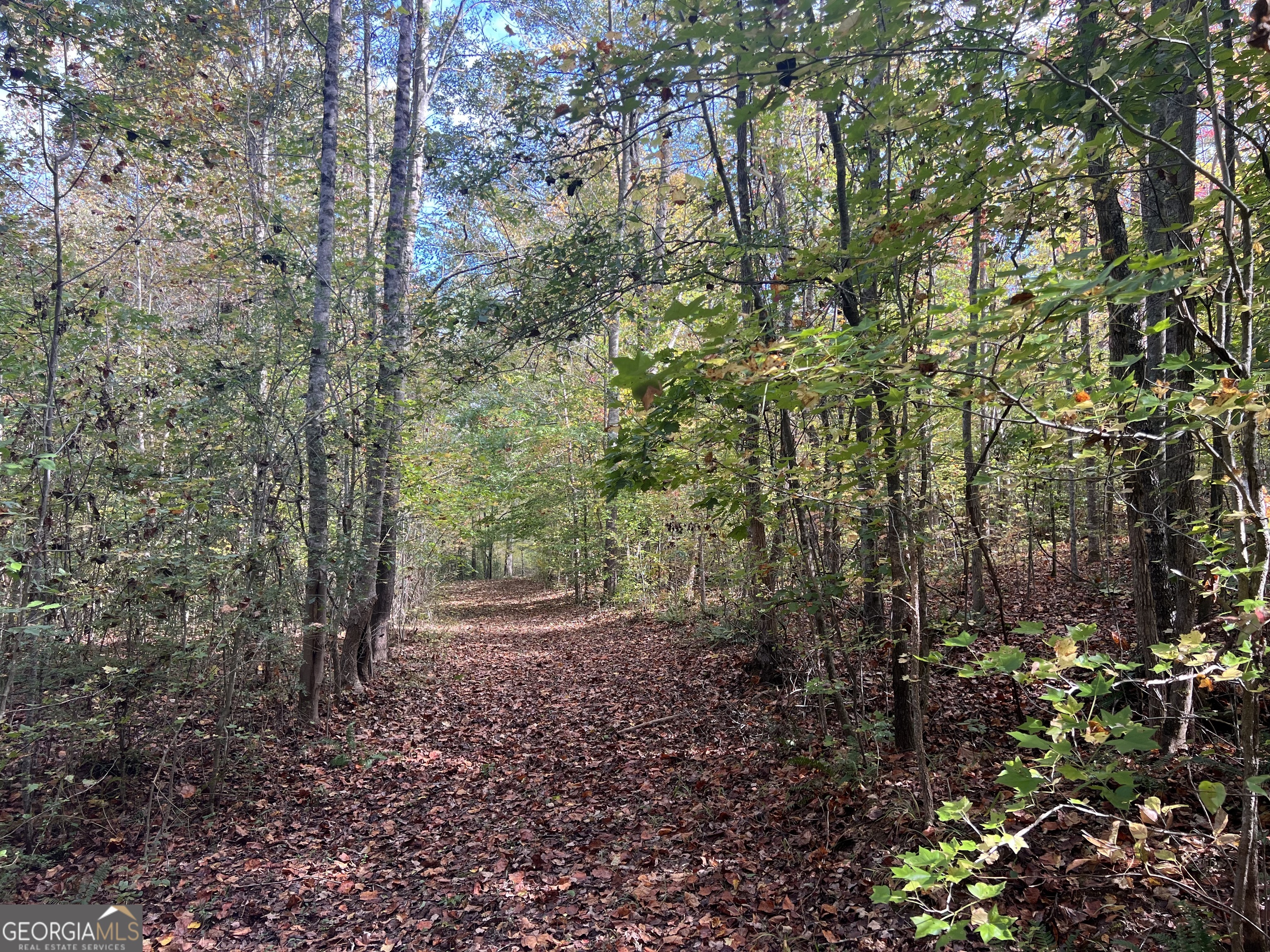 a view of a forest with trees