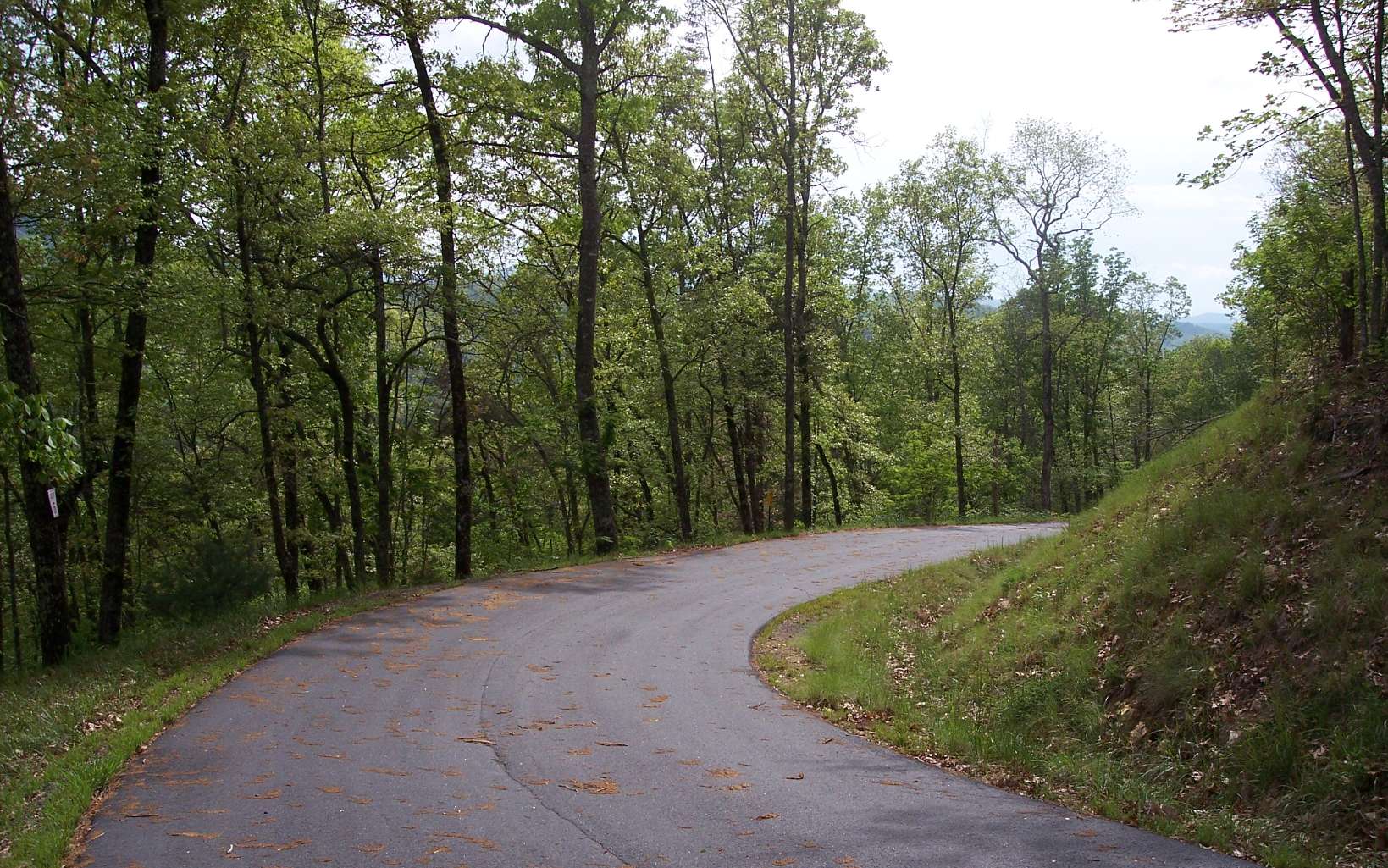 a view of a forest with trees