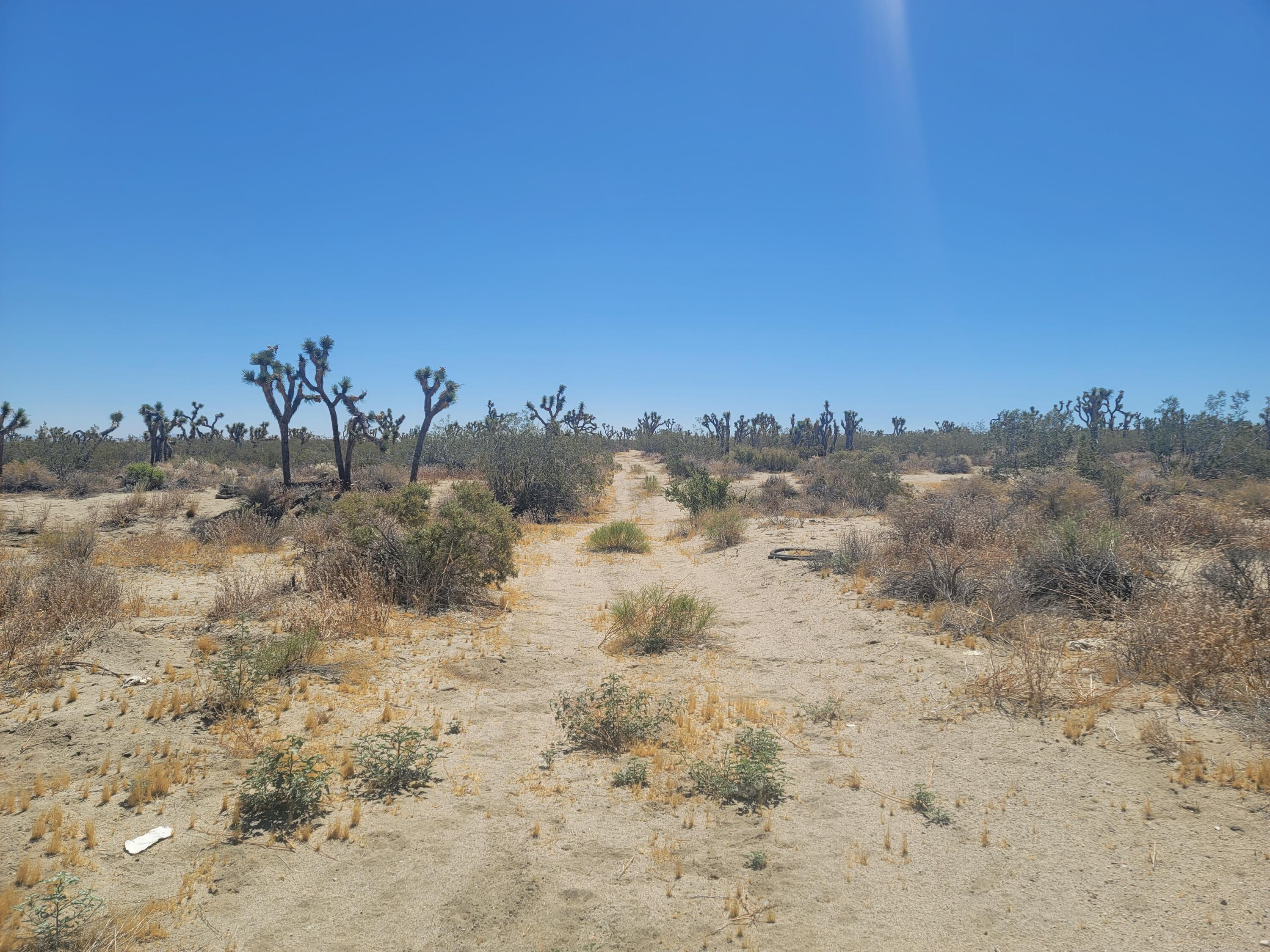 a view of a dry yard with trees