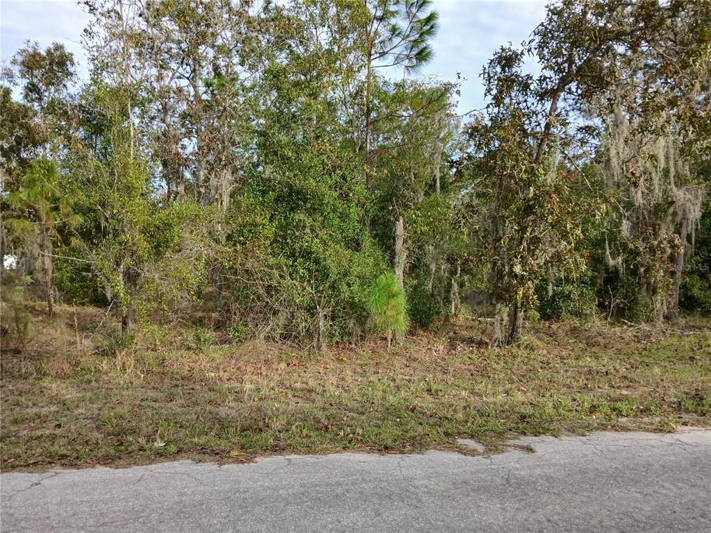 a view of a dry yard with trees