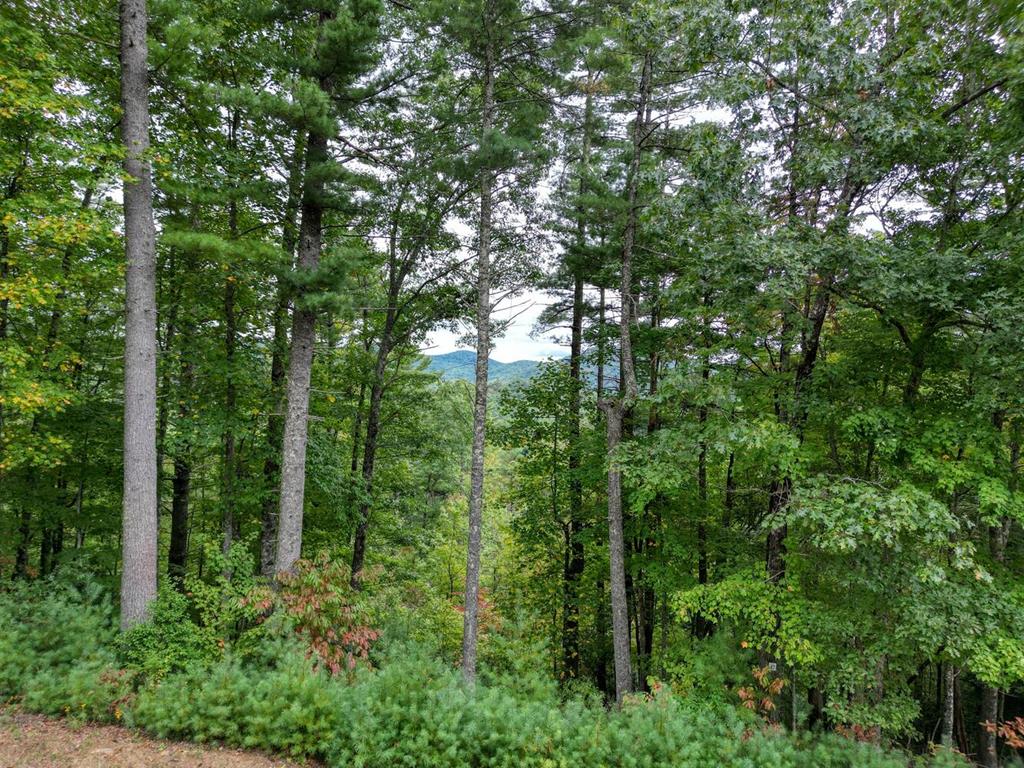 a view of a forest with trees