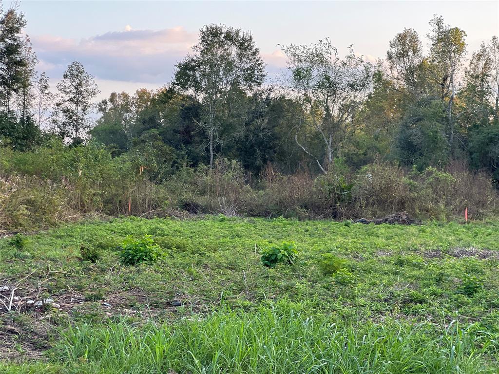 a view of a lush green forest