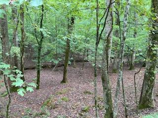 a view of a forest with trees in the background