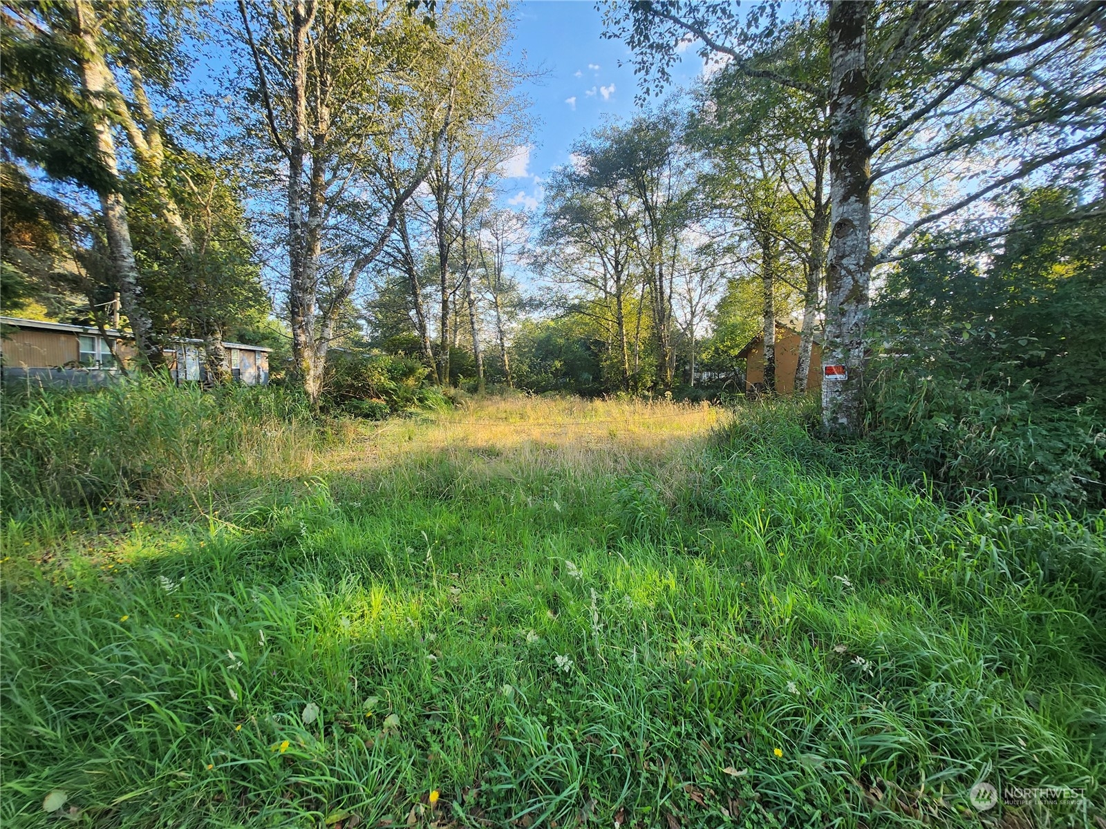 a view of a yard with plants and trees