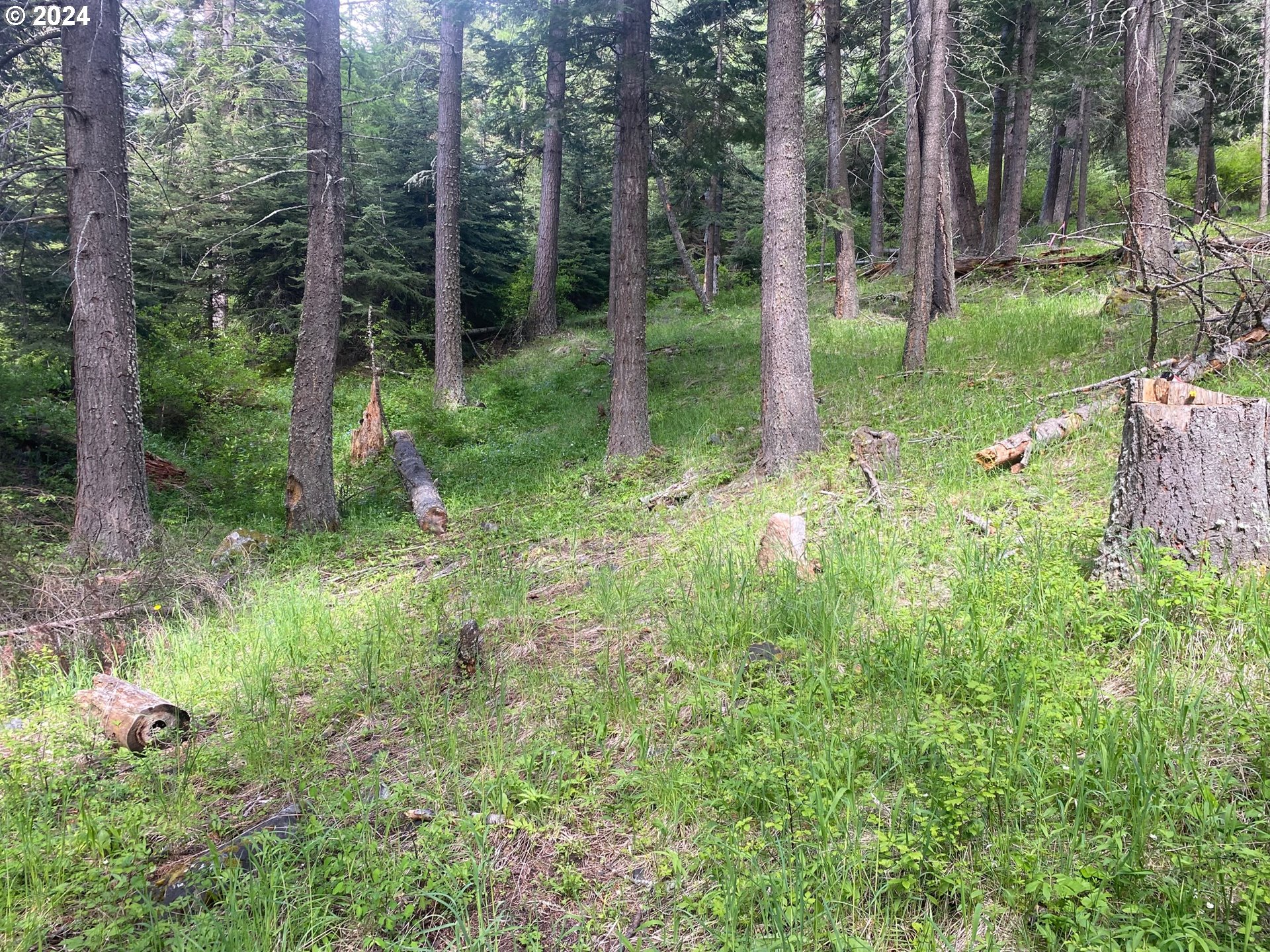 a view of a lush green forest