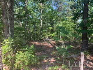 a view of a forest with lots of trees