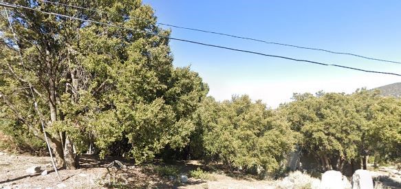 a view of a yard with a tree