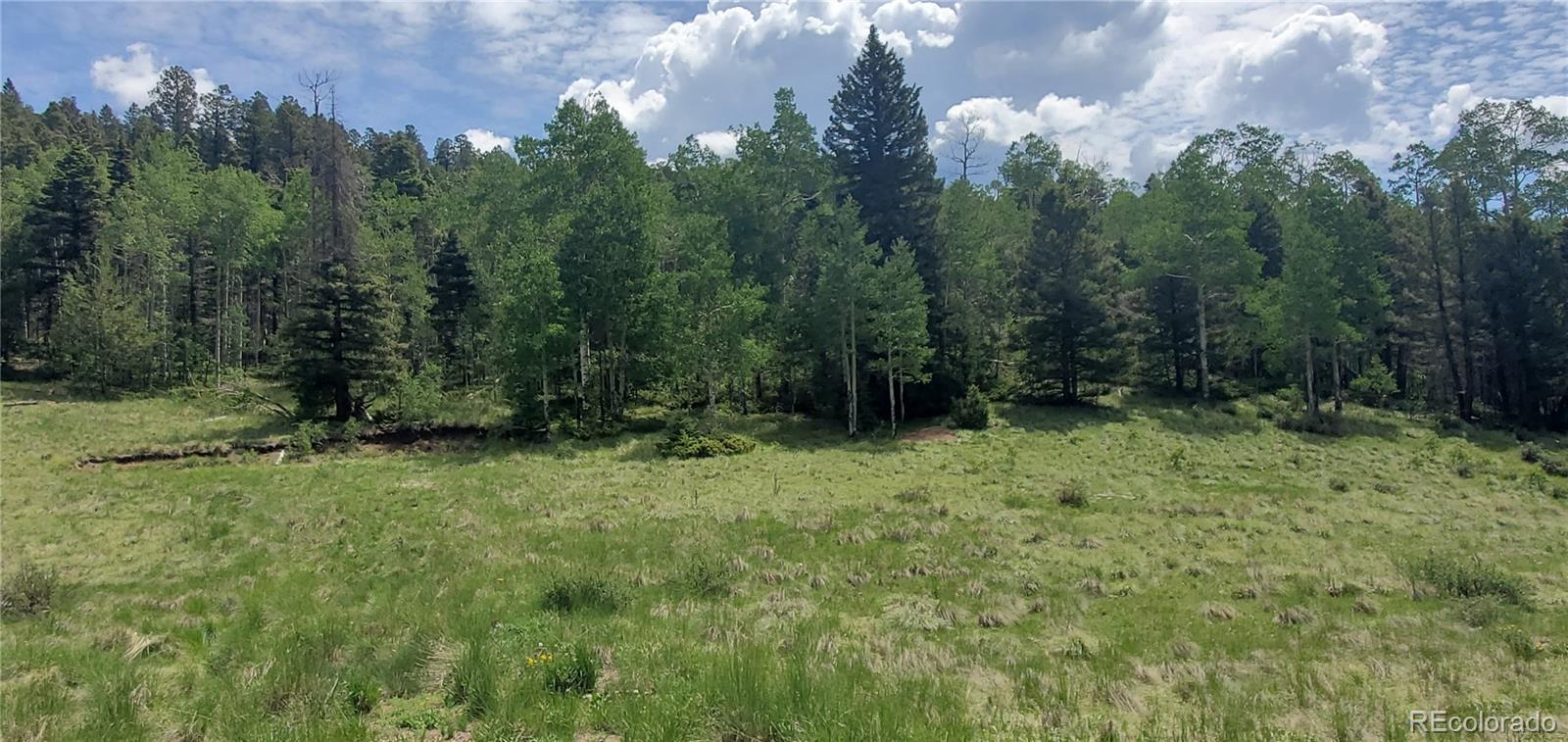 a view of a lush green forest