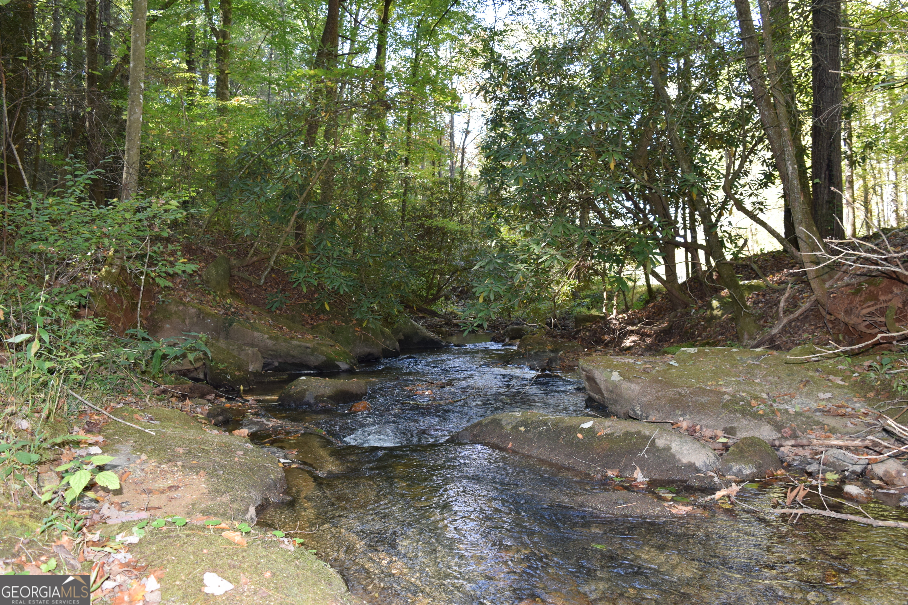 a view of a forest filled with trees